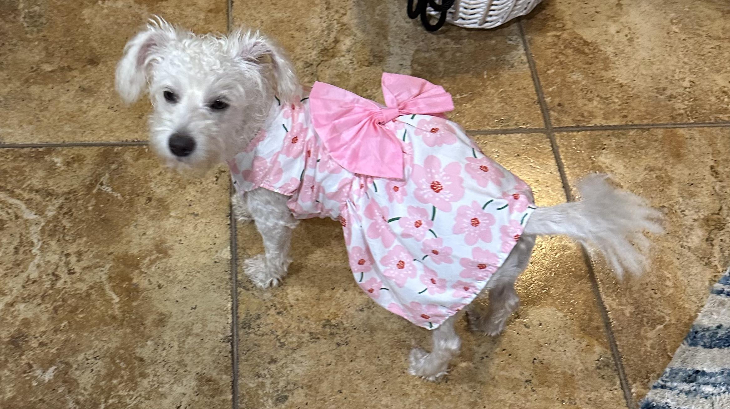 Enlarge Snow, a Adoptable mixed breed in Mary Esther, FL image 2/5