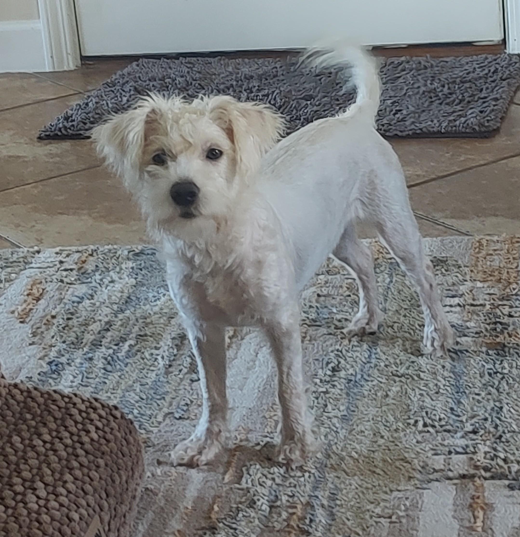 Enlarge Snow, a Adoptable mixed breed in Mary Esther, FL image 3/5