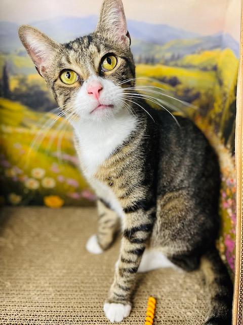Johnny, a Adoptable American Shorthair in Fort Pierce, FL image 2/6