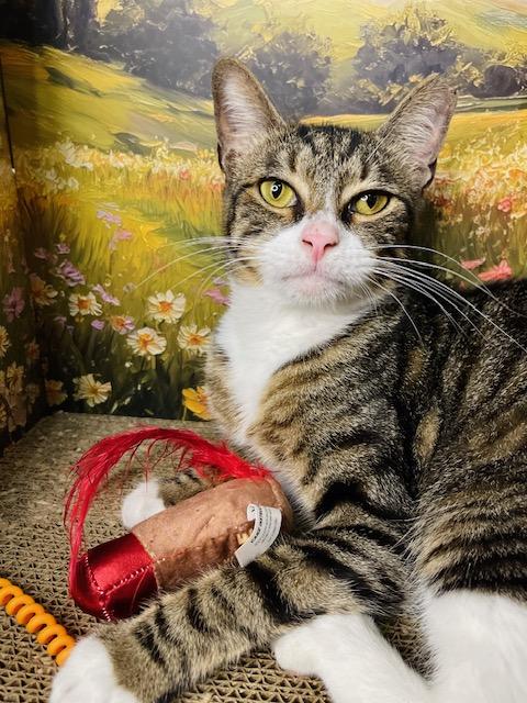 Johnny, a Adoptable American Shorthair in Fort Pierce, FL image 4/6