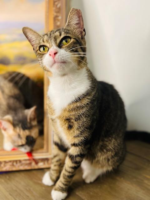 Johnny, Adoptable, Young Male American Shorthair.
