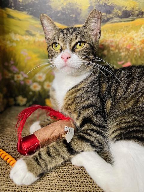 Johnny, a Adoptable American Shorthair in Fort Pierce, FL image 5/6