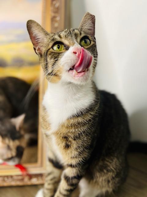 Johnny, a Adoptable American Shorthair in Fort Pierce, FL image 3/6