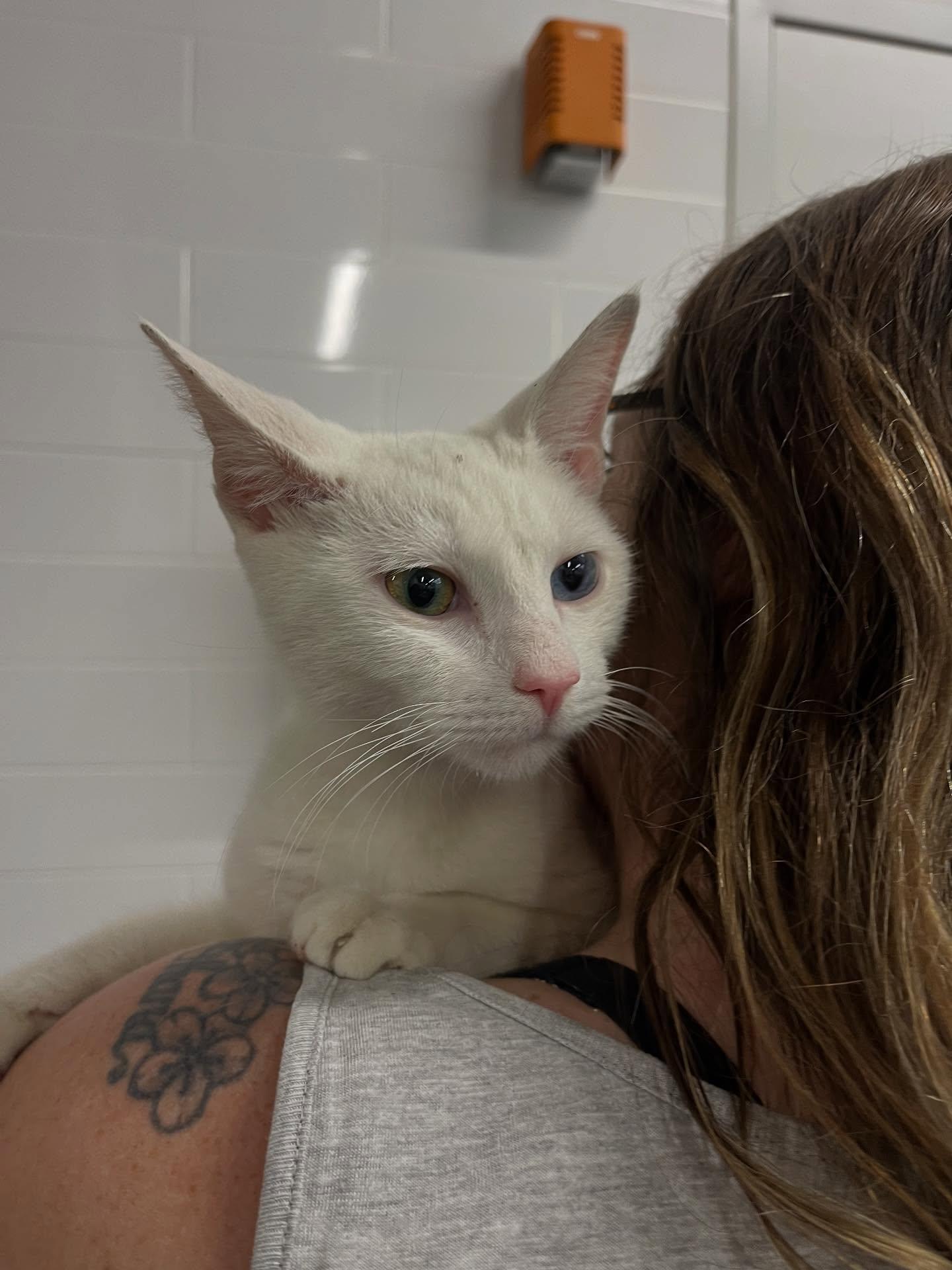 Jack Frost, adopted, Adult Male Domestic Short Hair.