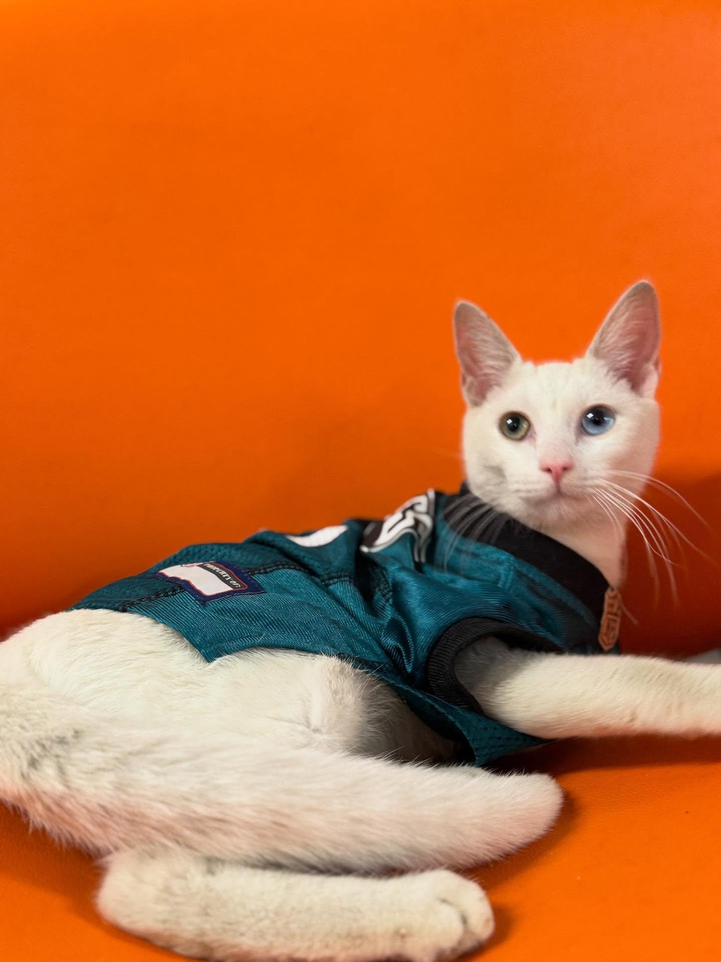 Enlarge Jack Frost, an adopted Domestic Short Hair in Philadelphia, PA image 2/4