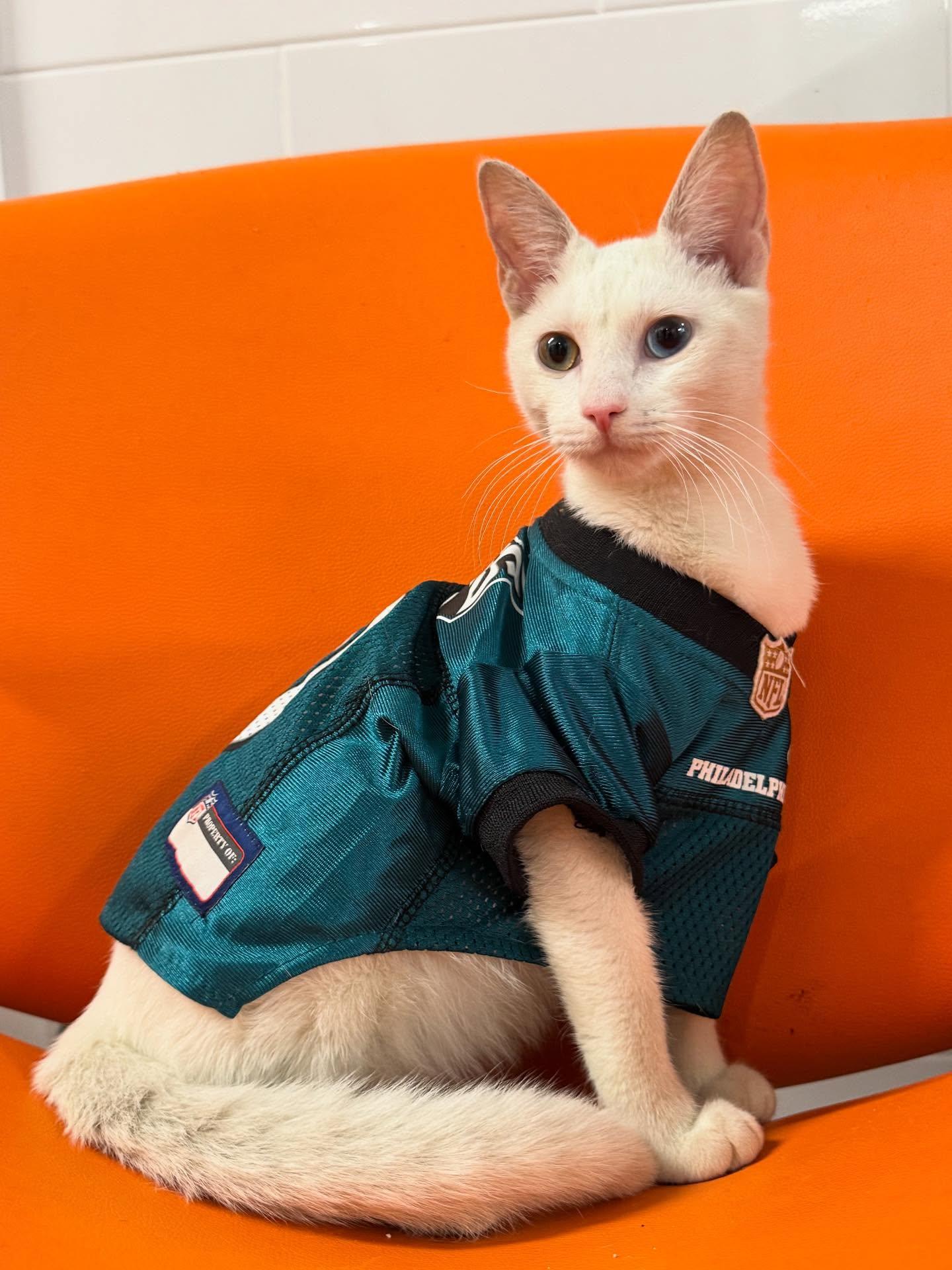 Enlarge Jack Frost, an adopted Domestic Short Hair in Philadelphia, PA image 3/4