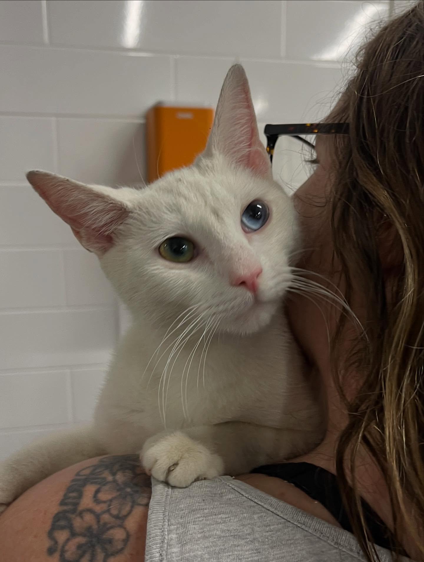 Enlarge Jack Frost, an adopted Domestic Short Hair in Philadelphia, PA image 4/4