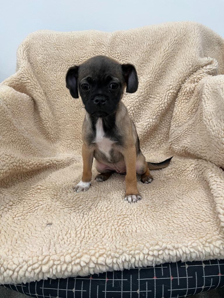 Tootsie, Adopted, Puppy Female Pug & Labrador Retriever.