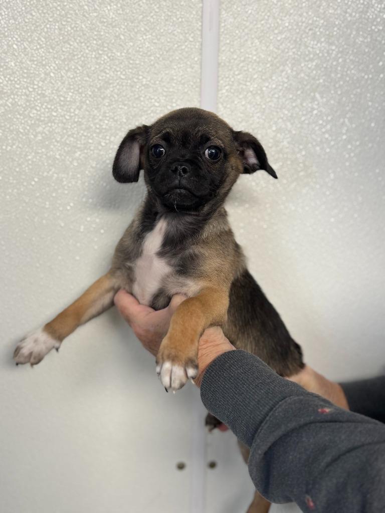 Enlarge Tootsie, a Adopted mixed breed in Lunenburg, VT image 2/2
