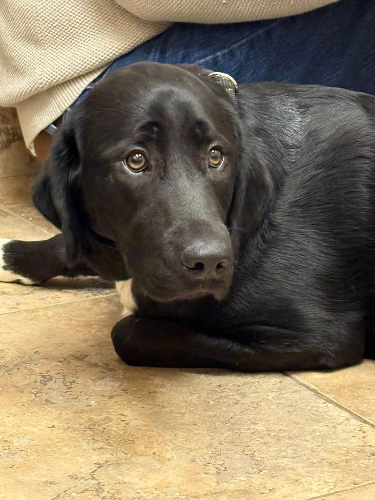 Enlarge Amy, a Adoptable mixed breed in Libertyville, IL image 1/6