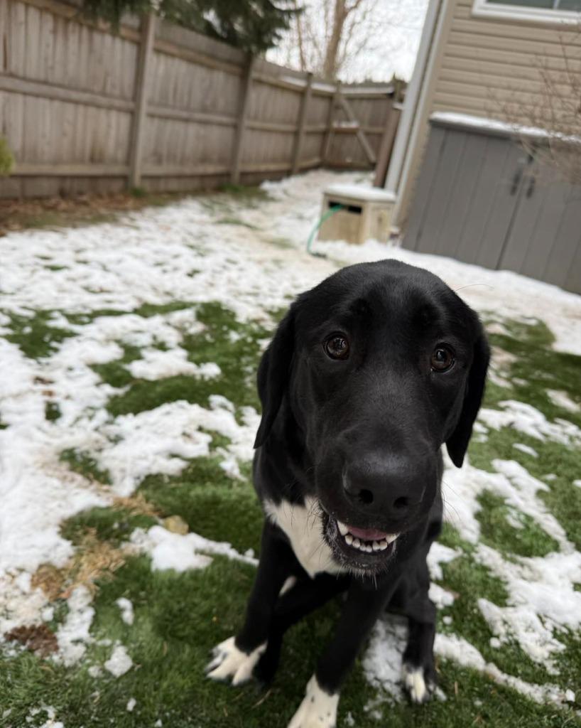 Enlarge Amy, a Adoptable mixed breed in Libertyville, IL image 2/6