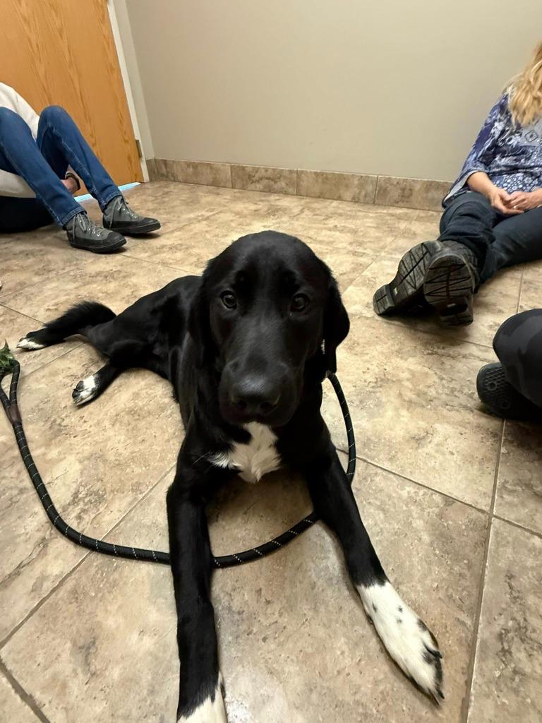 Enlarge Amy, a Adoptable mixed breed in Libertyville, IL image 3/6