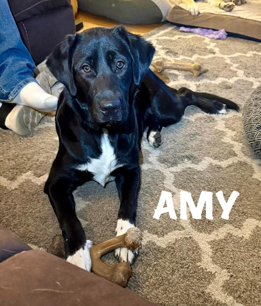 Enlarge Amy, a Adoptable mixed breed in Libertyville, IL image 4/6