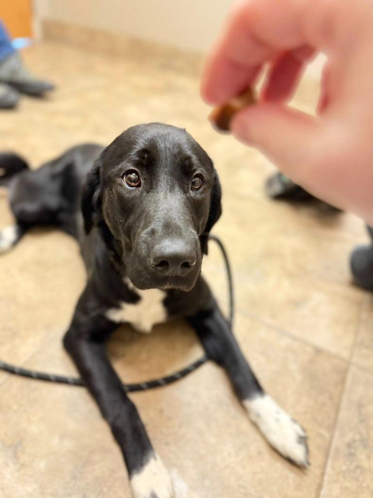 Enlarge Amy, a Adoptable mixed breed in Libertyville, IL image 5/6