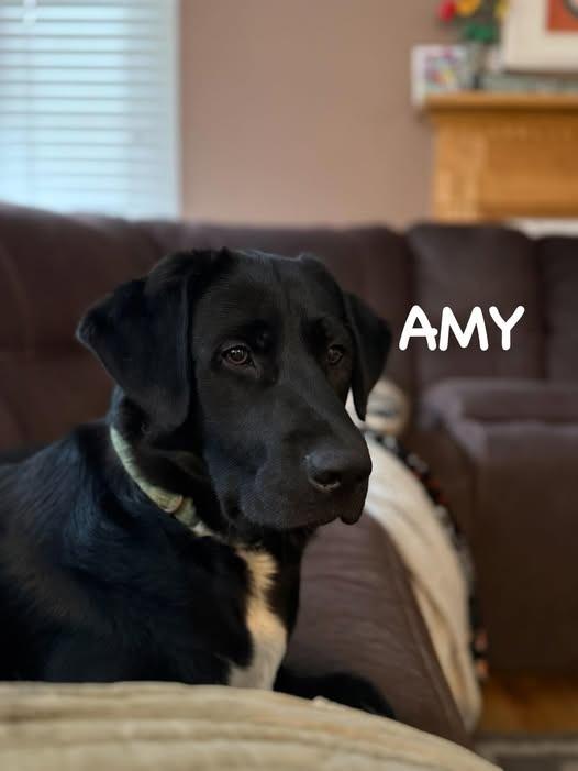 Enlarge Amy, a Adoptable mixed breed in Libertyville, IL image 6/6