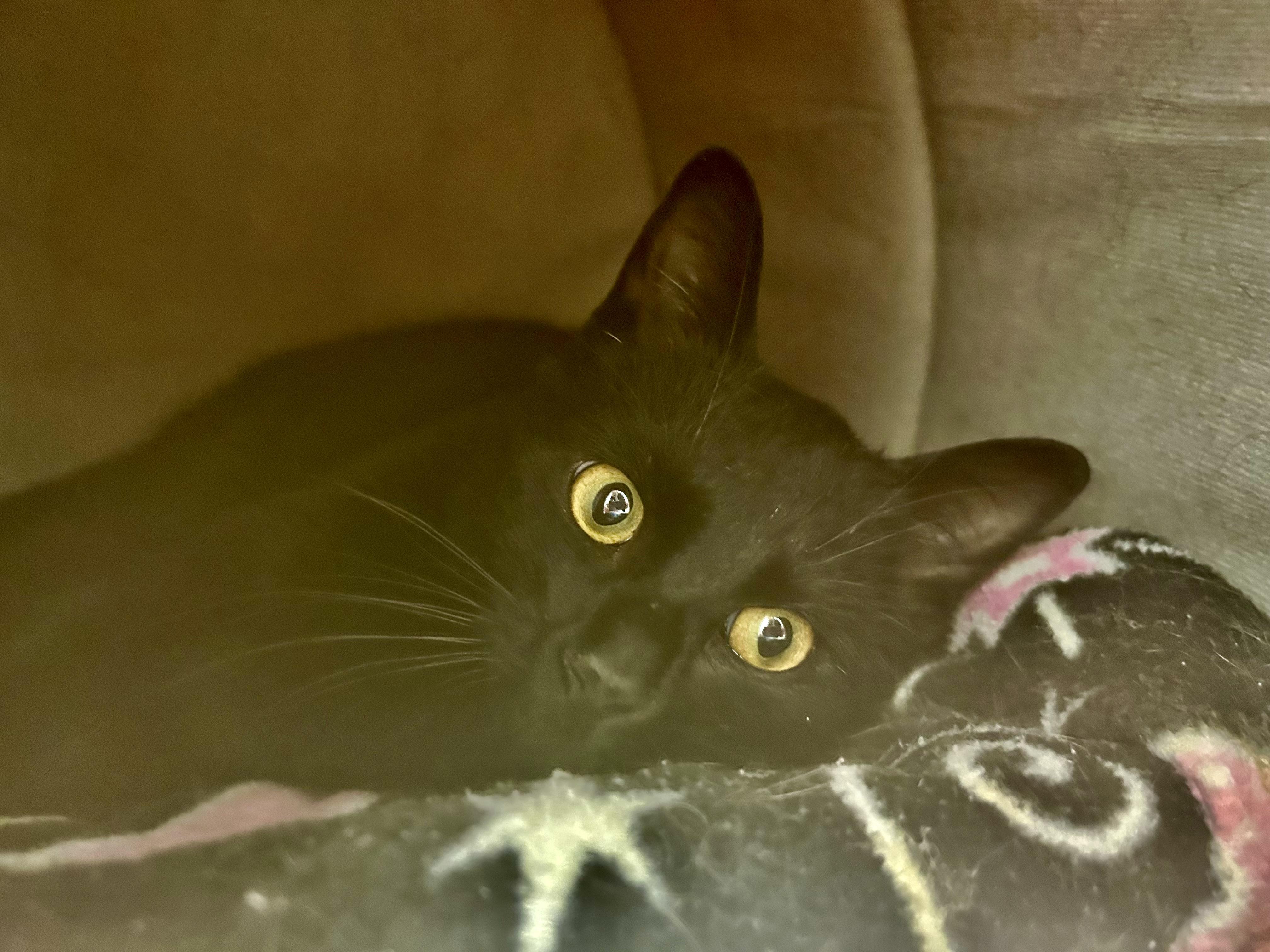 Enlarge Blackfoot - ADOPTION PENDING!, an adopted Domestic Short Hair in Grand Rapids, MI image 5/5