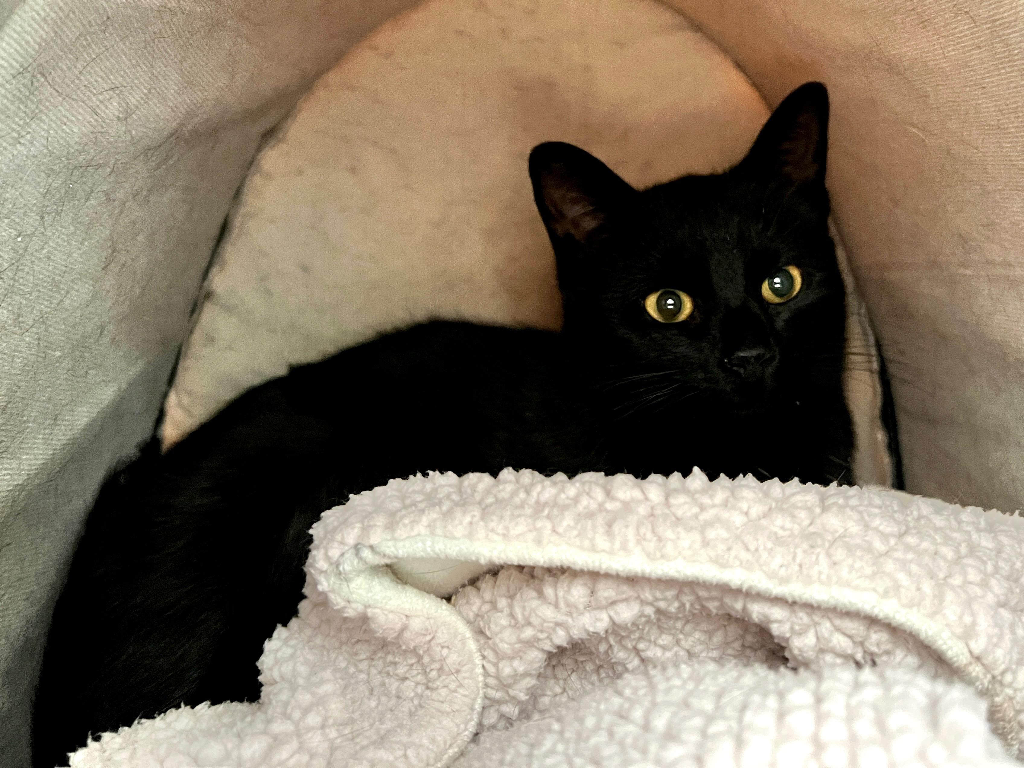 Enlarge Blackfoot - ADOPTION PENDING!, an adopted Domestic Short Hair in Grand Rapids, MI image 2/5