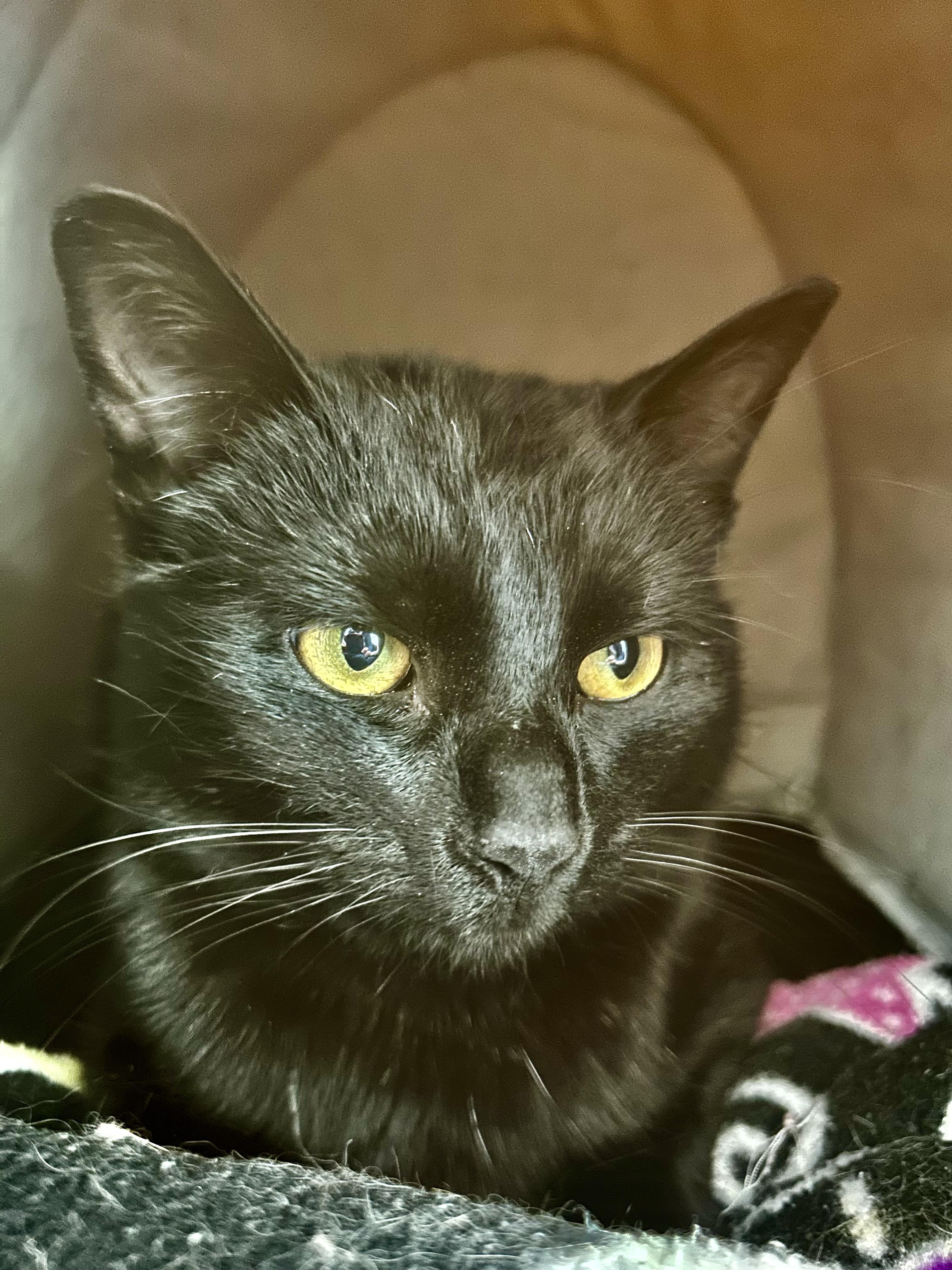 Blackfoot - ADOPTION PENDING!, adopted, Kitten Male Domestic Short Hair.