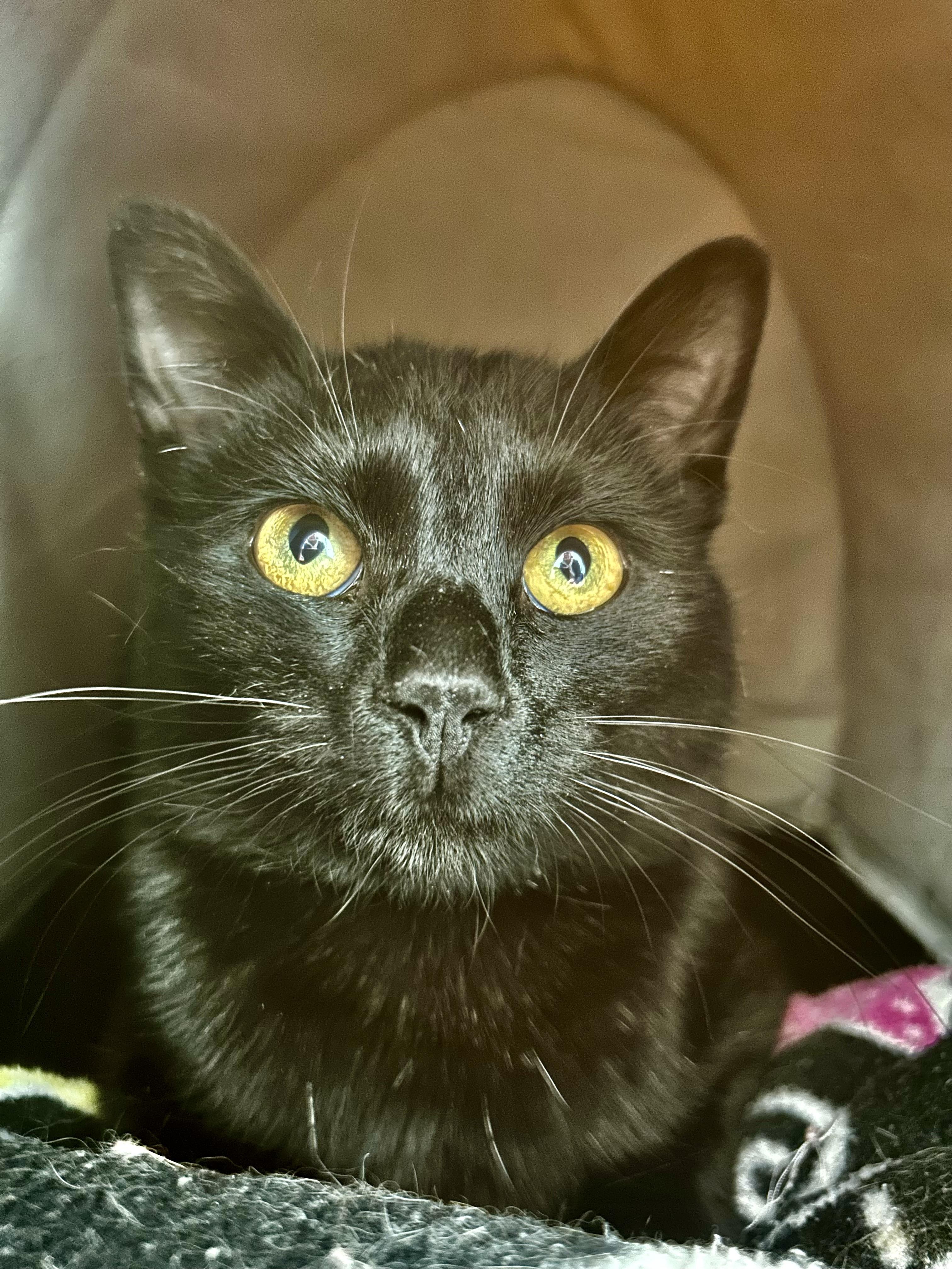 Enlarge Blackfoot - ADOPTION PENDING!, an adopted Domestic Short Hair in Grand Rapids, MI image 4/5