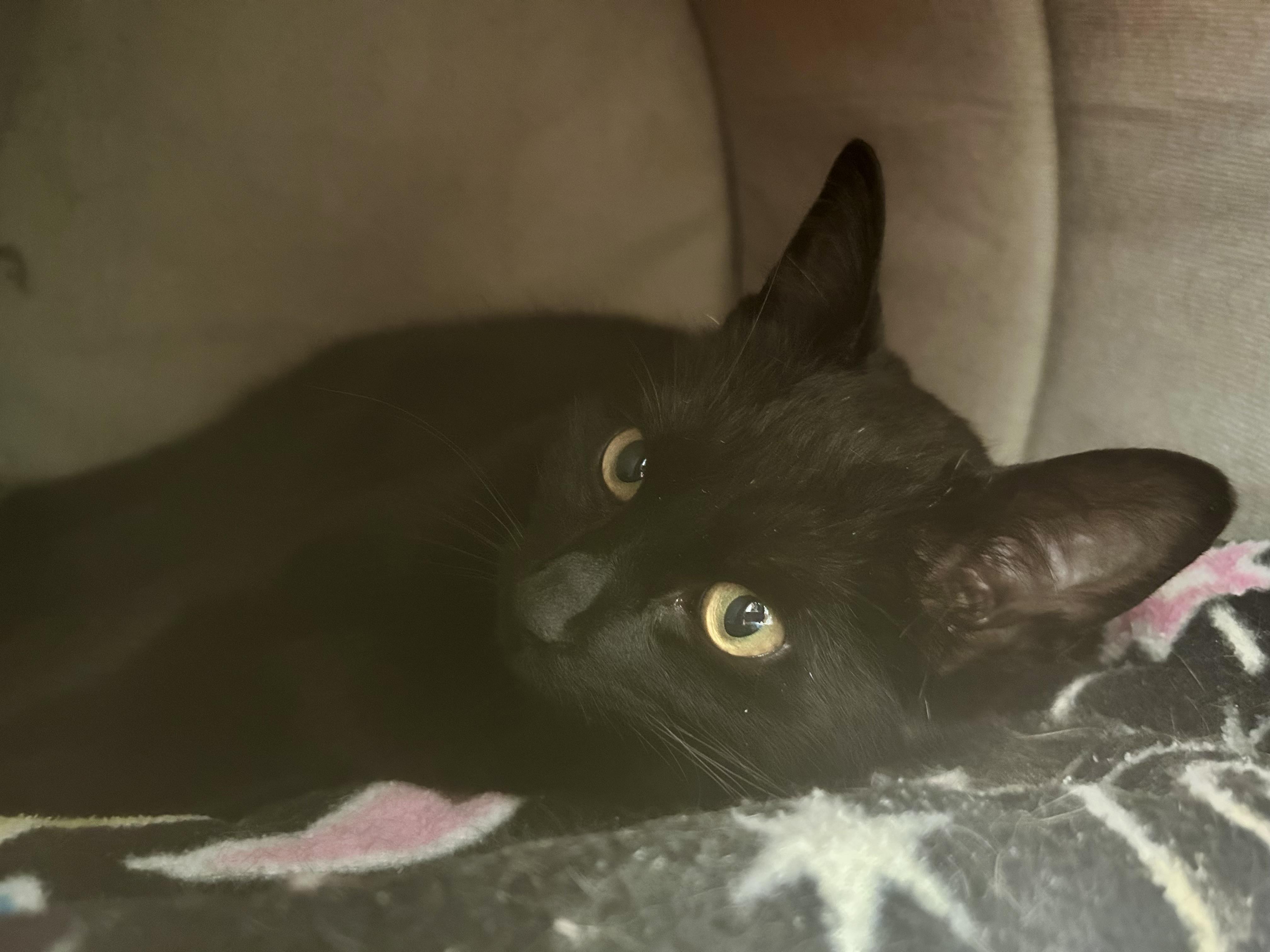 Enlarge Blackfoot - ADOPTION PENDING!, an adopted Domestic Short Hair in Grand Rapids, MI image 3/5