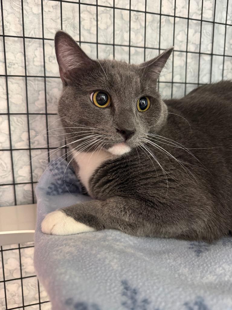 Haboo, Adoptable, Young Male Domestic Short Hair.