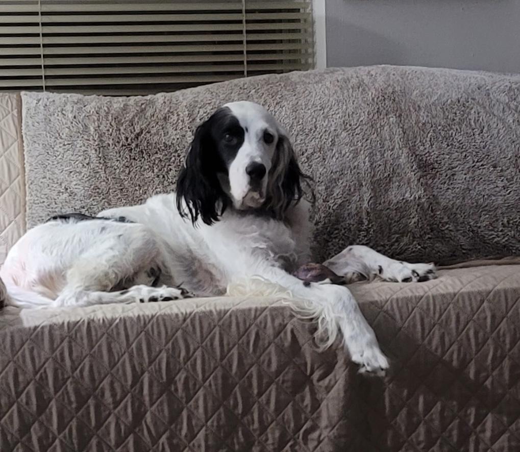 Enlarge Sammy, a ADOPTABLE English Setter in Houston, TX image 3/6