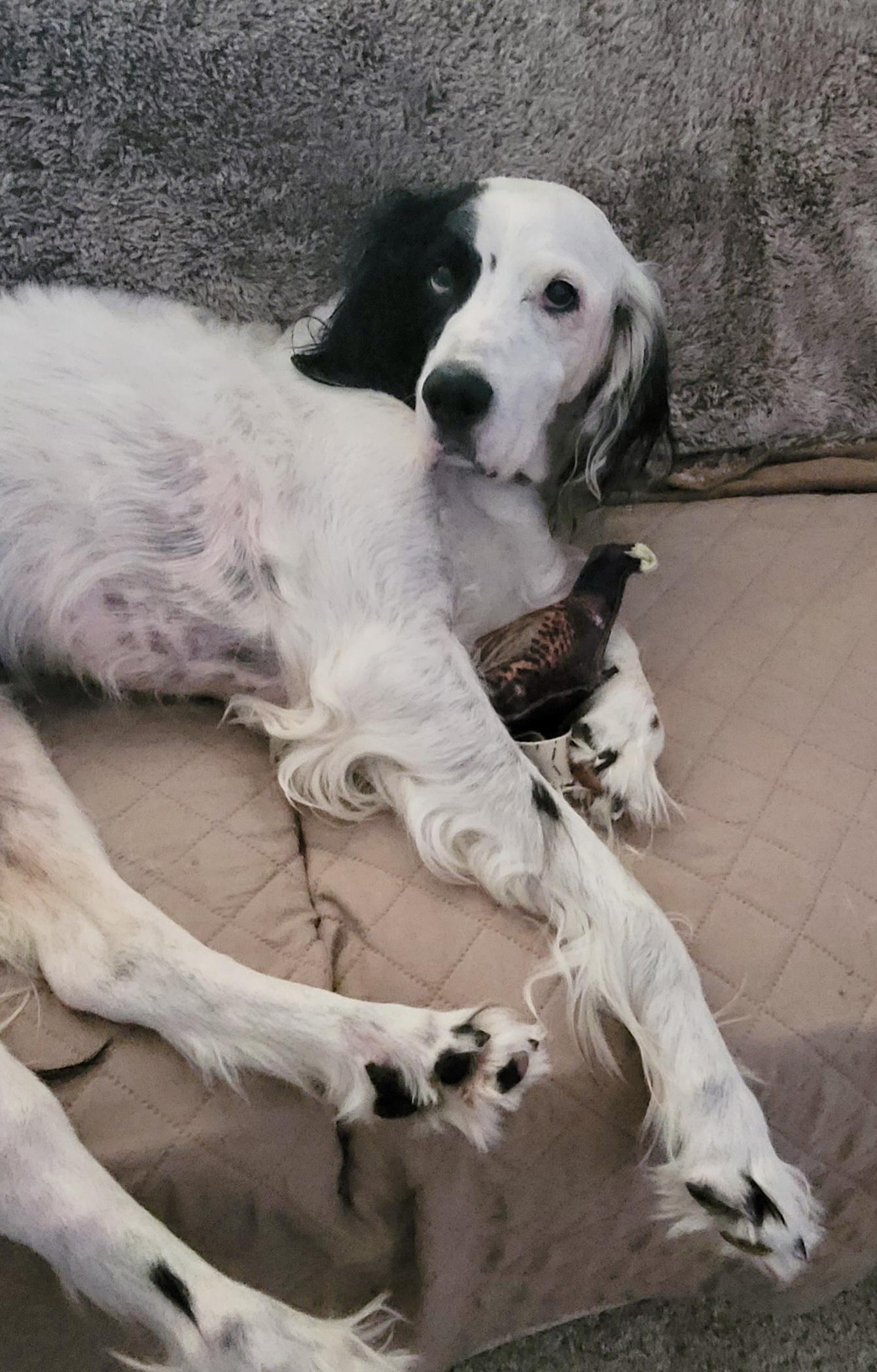 Enlarge Sammy, a ADOPTABLE English Setter in Houston, TX image 2/6