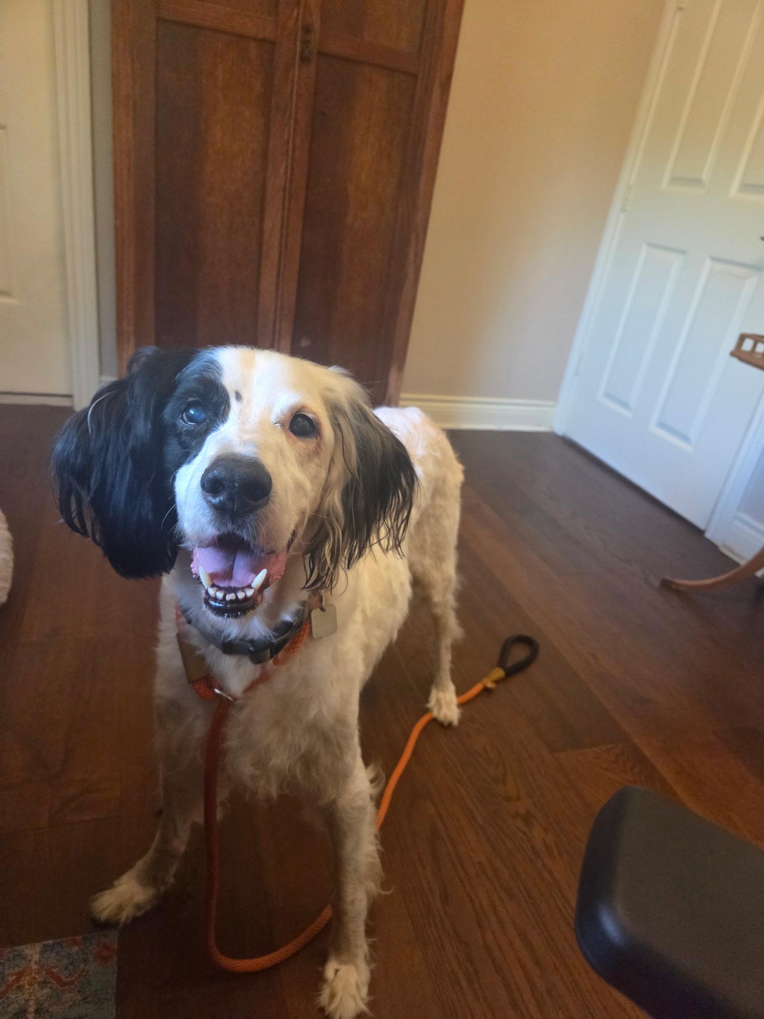 Enlarge Sammy, a ADOPTABLE English Setter in Houston, TX image 4/6