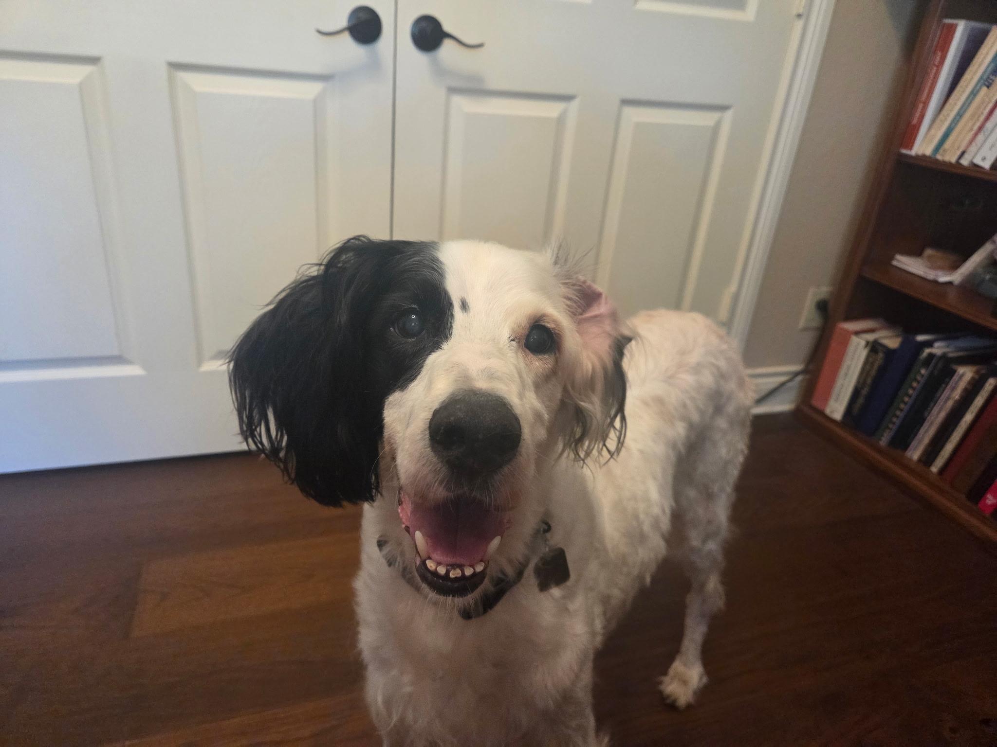 Enlarge Sammy, a ADOPTABLE English Setter in Houston, TX image 5/6