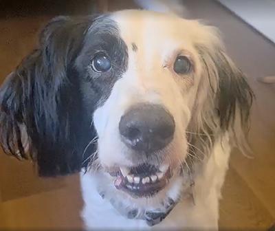 Sammy, ADOPTABLE, Senior Male English Setter.