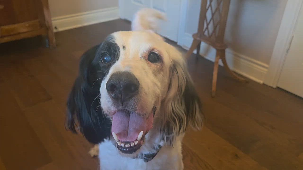 Enlarge Sammy, a ADOPTABLE English Setter in Houston, TX video 6/6