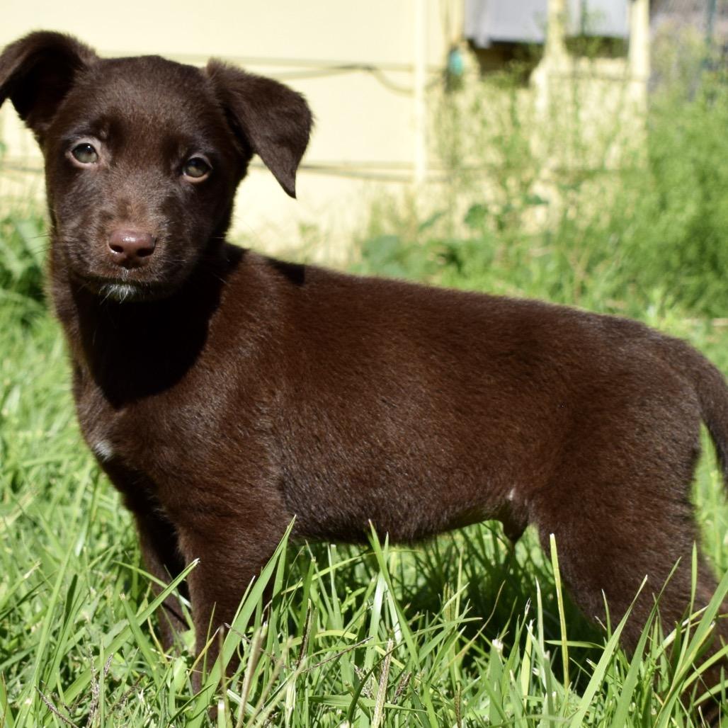 Enlarge Rio, a Adoptable mixed breed in West Richland, WA image 1/6