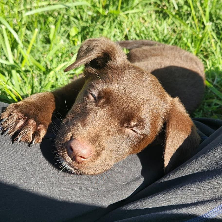Enlarge Rio, a Adoptable mixed breed in West Richland, WA image 2/6