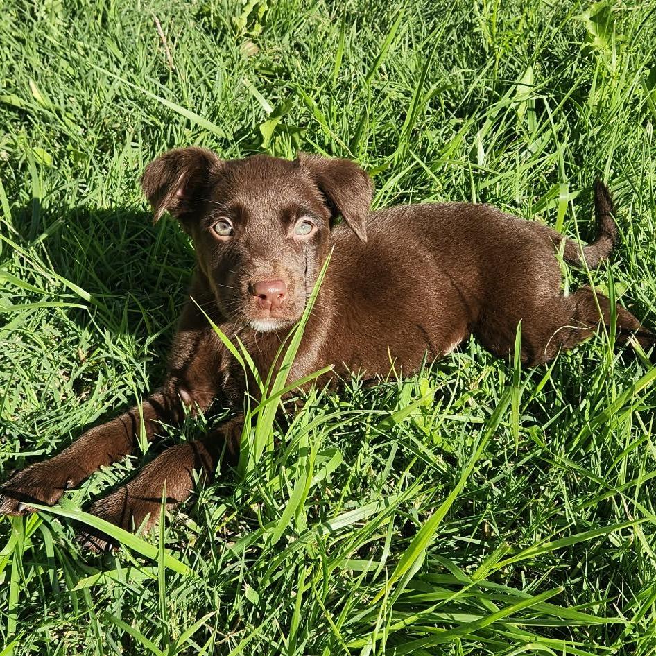 Enlarge Rio, a Adoptable mixed breed in West Richland, WA image 4/6