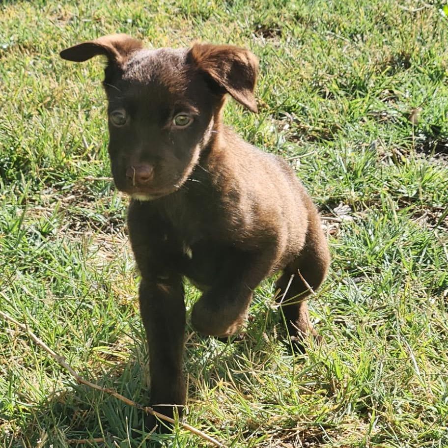 Enlarge Rio, a Adoptable mixed breed in West Richland, WA image 5/6