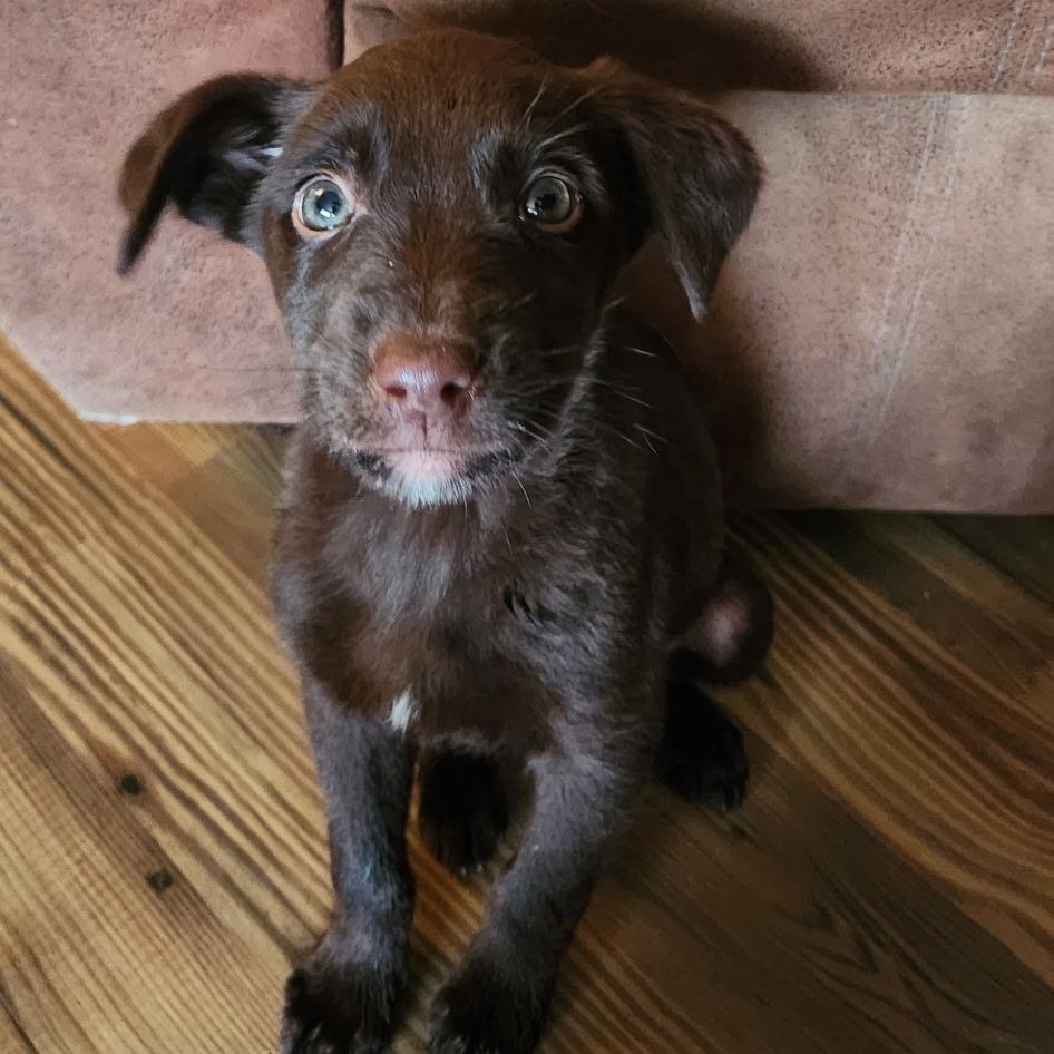 Enlarge Rio, a Adoptable mixed breed in West Richland, WA image 6/6