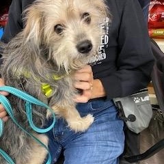 Enlarge Bugsy - COMING SOON, a Adoptable mixed breed in Fowlerville, MI image 1/1