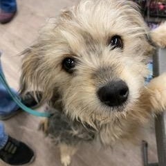 Bugsy - COMING SOON, a Adoptable mixed breed in Fowlerville, MI image 2/3