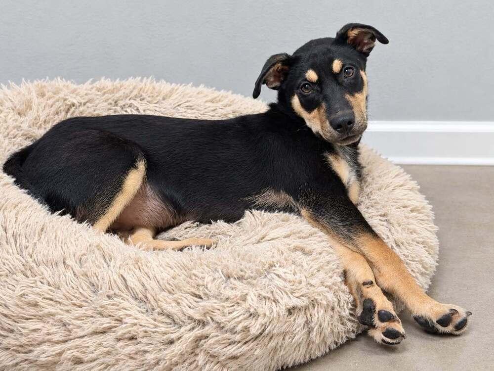 Roscoe P, Adopted, Puppy Male German Shepherd Dog.