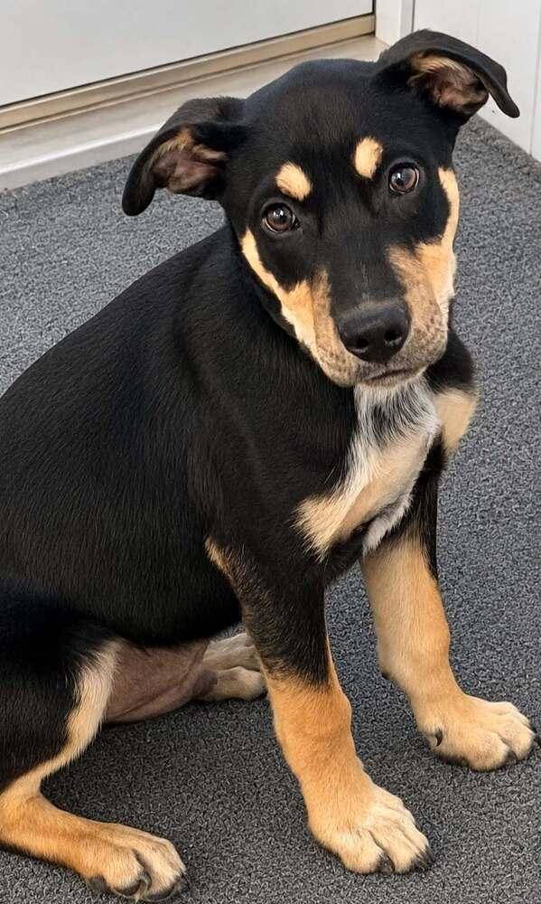 Enlarge Roscoe P, a Adopted German Shepherd Dog in Evansville, IN image 2/2