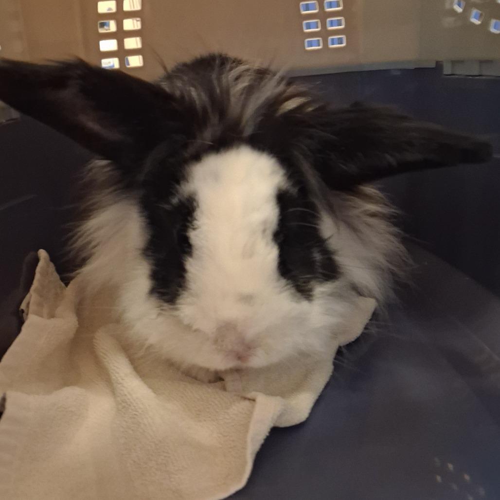 Enlarge Cubone, a Adoptable Bunny Rabbit in Murray, UT image 1/2