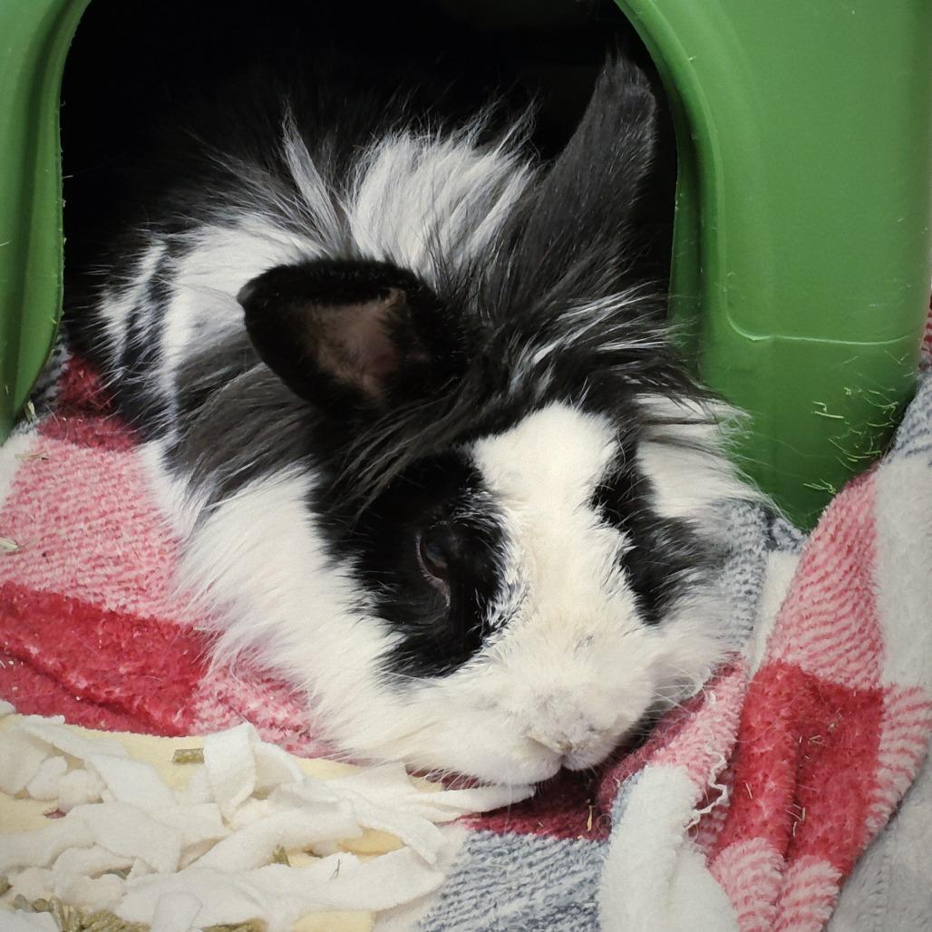 Enlarge Cubone, a Adoptable Bunny Rabbit in Murray, UT image 2/2