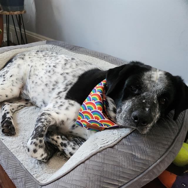 ROCKY, Adoptable, Adult Male Australian Shepherd.