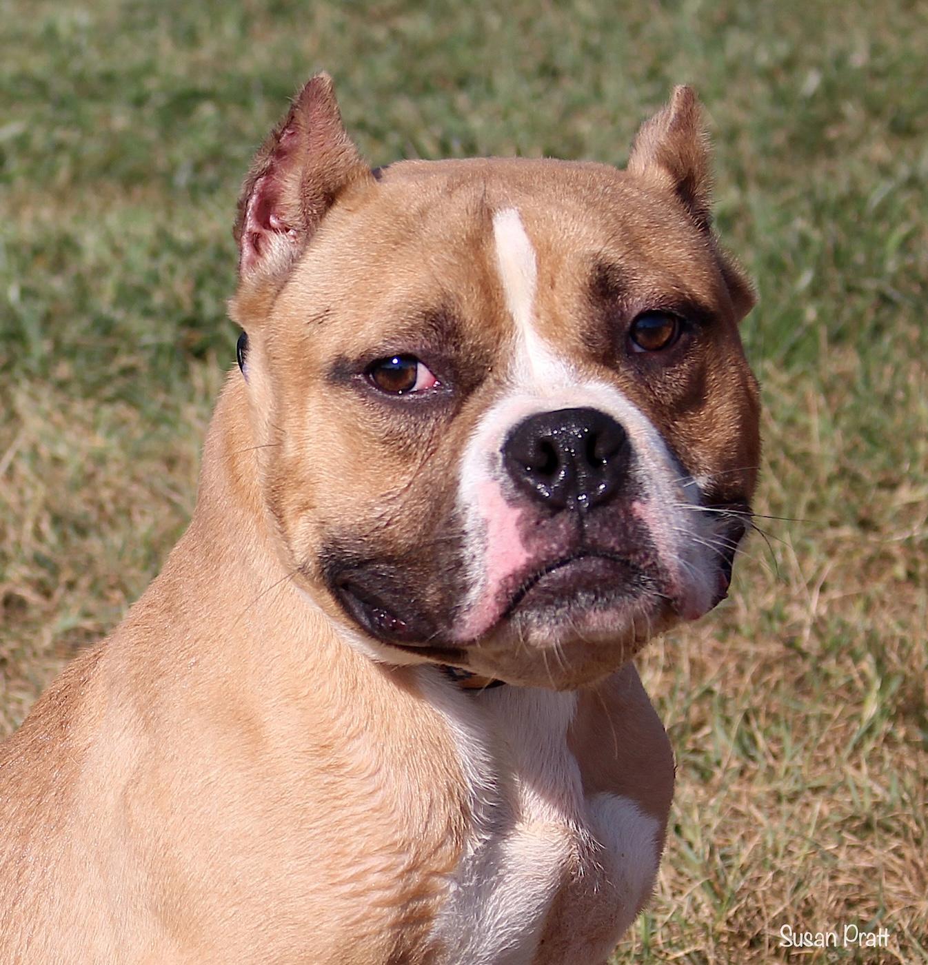 Jax, ADOPTABLE, Young Male American Bully.