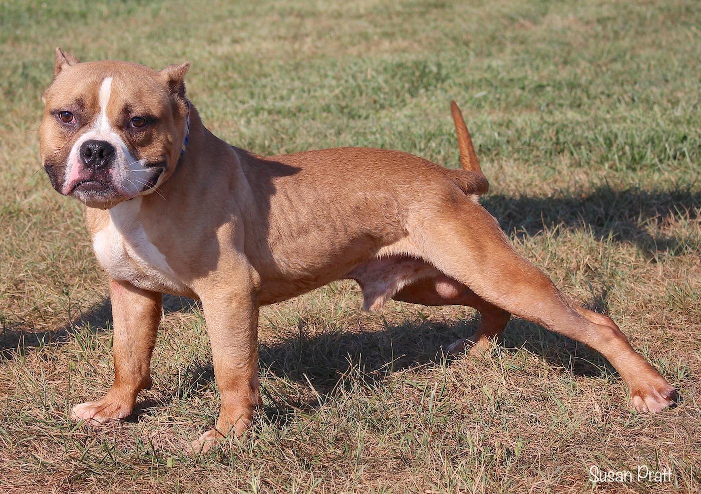 Enlarge Jax, a ADOPTABLE mixed breed in Bedford, VA image 3/3