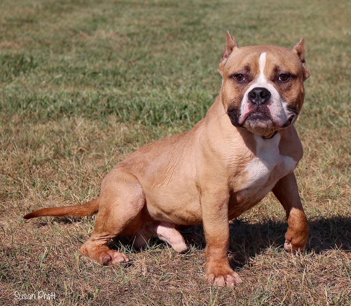 Enlarge Jax, a ADOPTABLE mixed breed in Bedford, VA image 2/3