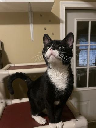 Junior, Adoptable, Young Male Domestic Long Hair & Domestic Short Hair.