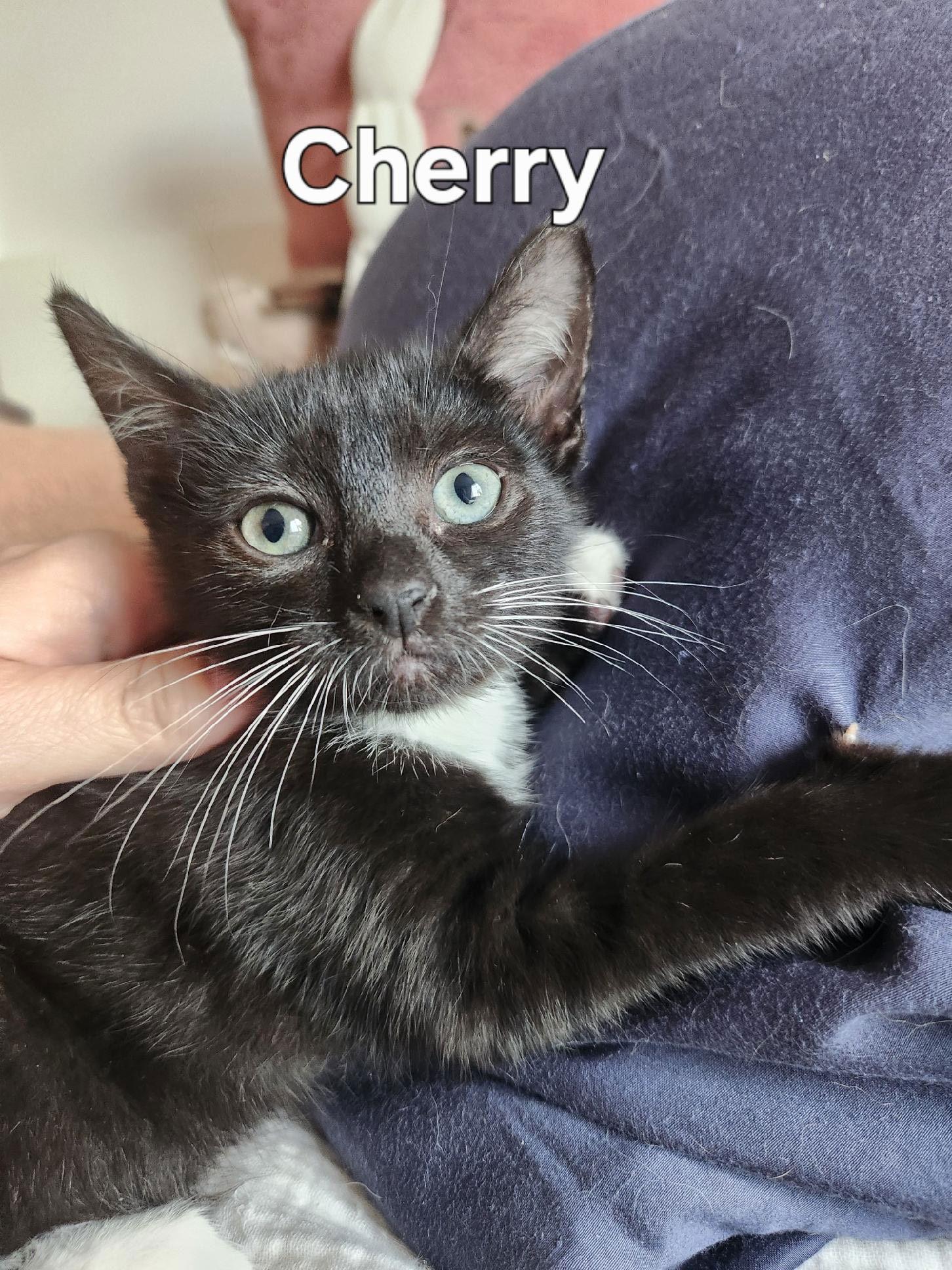Cherry and Mr. Mustache, Adopted, Young Male Domestic Short Hair.