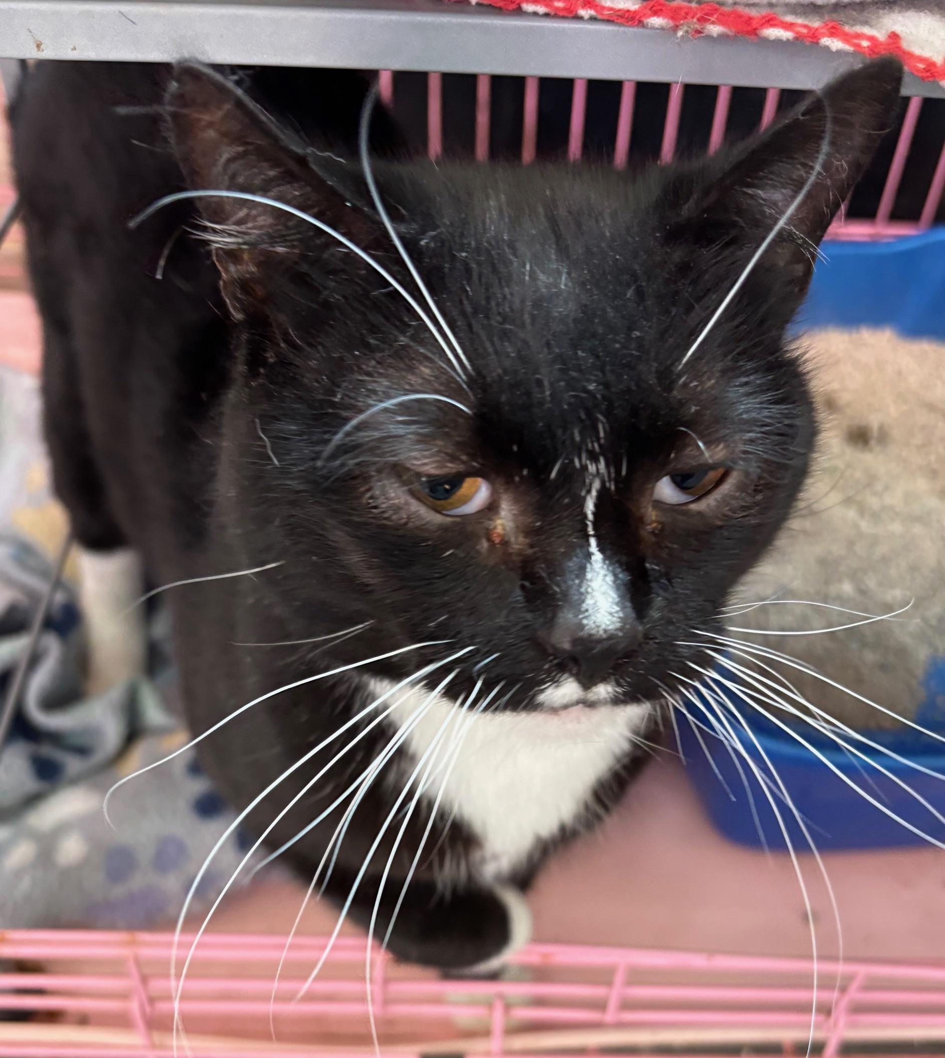 Humphrey, ADOPTABLE, Adult Male Tuxedo.