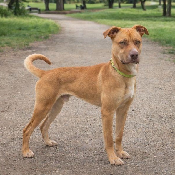 Cooper, a Adoptable American Staffordshire Terrier in Boise, ID image 1/6